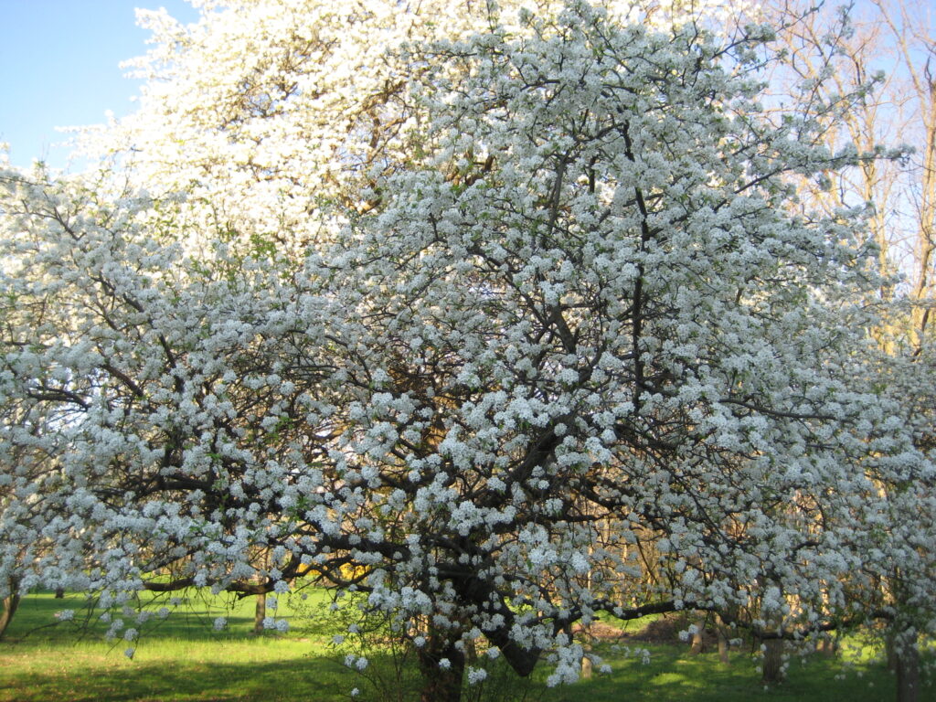 blossoming apple tree