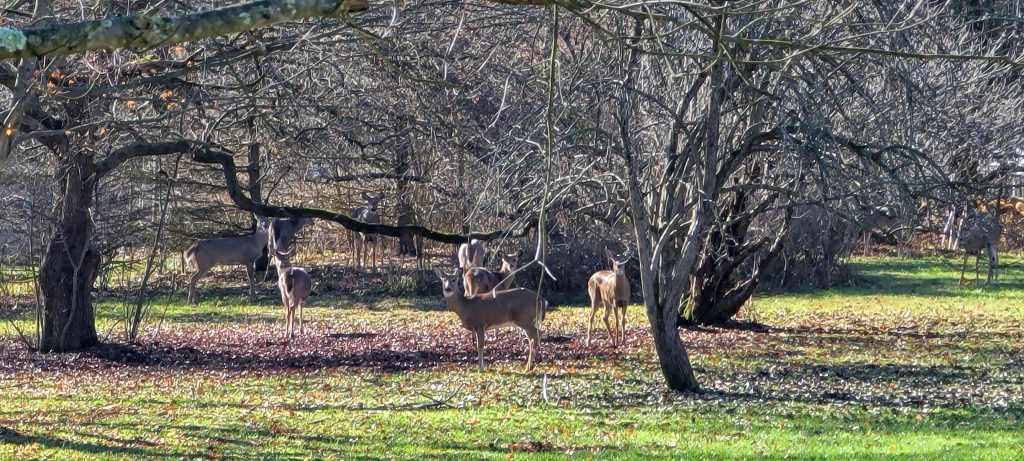 9 deer standing amid trees in the fall after leaves have fallen