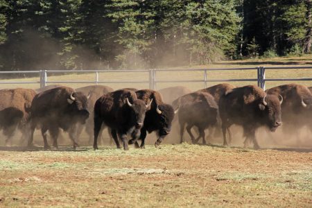 bison running